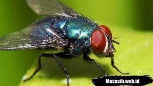 Fakta Seranga Lalat
