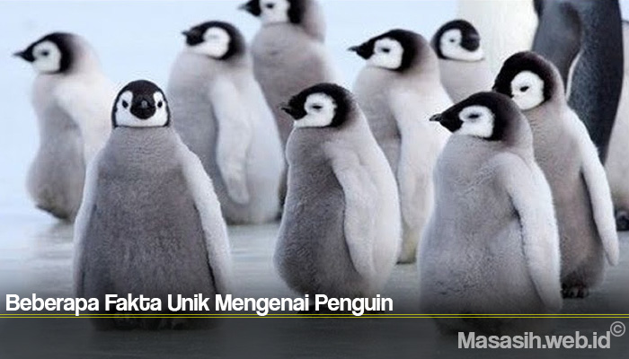 Beberapa Fakta Unik Mengenai Penguin